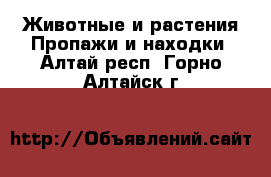 Животные и растения Пропажи и находки. Алтай респ.,Горно-Алтайск г.